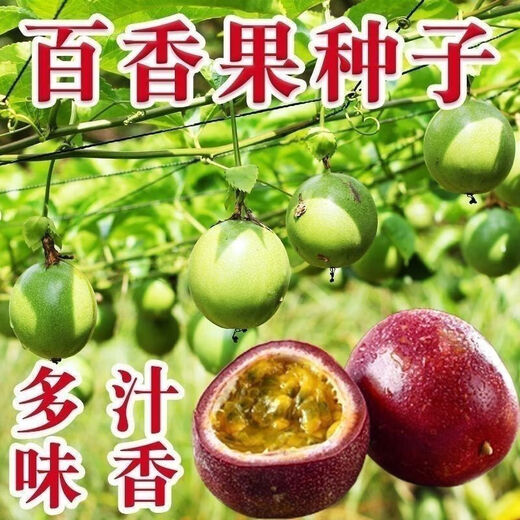 Premium Passion Fruit Seeds Passion Fruit Seeds Original Balcony Garden Fruit Southern Passion Fruit Seeds Selection Passion Fruit Seeds 1 pack of about 50 capsules