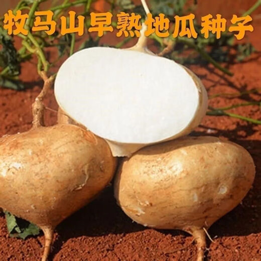 Early-maturing Muma Mountain Sweet Potato and Cold Potato Seeds Large Sweet Potato White Sweet Potato Kudzu High-yielding Spring and Autumn Sowing Fruit and Vegetable Seeds Muma Mountain Sweet Potato (Jingyam Seeds/Pack About 50 Pieces 1 Pack