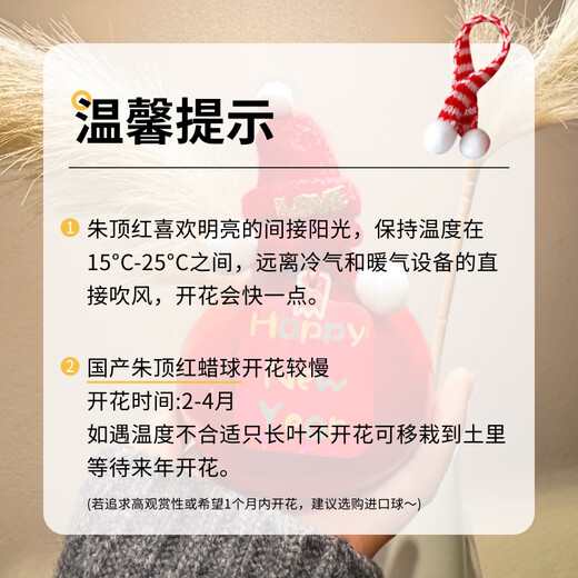 Jingdong Flowers Rich Amaryllis Gift Box Version Wax Ball Circumference 26-28cm Random New Year's Eve Gift Source Straight Hair