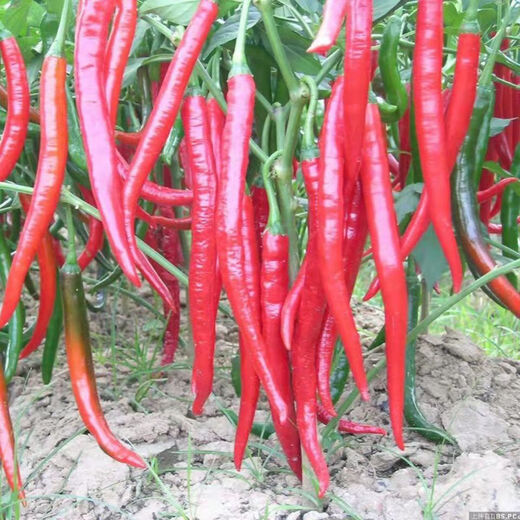 8819 pepper seeds, spicy and super spicy dry chili, wrinkled red pepper, high yield pepper, farm field vegetable seeds, 8819 pepper seeds, 3 packs, about 900 pieces
