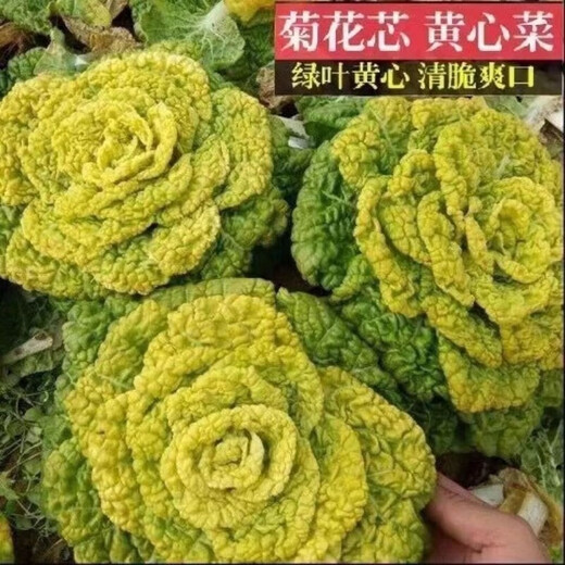 Cold-resistant yellow-hearted vegetable seedlings, chrysanthemum and cabbage seedlings, potted garden seedlings, easy to grow four-season vegetable seedlings in the courtyard, yellow-hearted vegetable seedlings (10 plants)