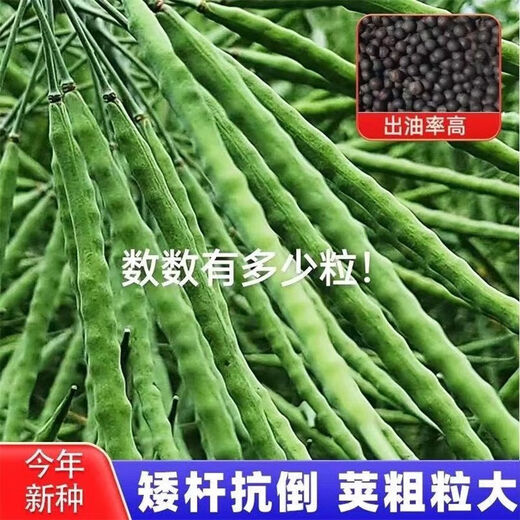 High-yielding Oil King 888 rapeseed, high-quality non-GMO black seed, special for oil extraction, low-stem, high-yielding, autumn sowing and cold-resistant. High-yielding 888 Oil King seeds, 3 packs of about 240 grams