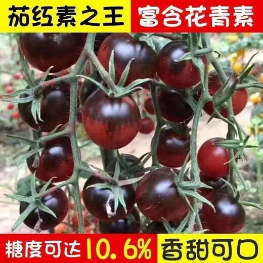 Black Tomato Seeds, Waterfall Tomatoes, Black Pearl Tomatoes, Small Tomato Seeds, Potted Cherry Tomato Fruit Seeds, Black Falls Cherry Tomato Seeds/pack, about 200 capsules, 1 pack