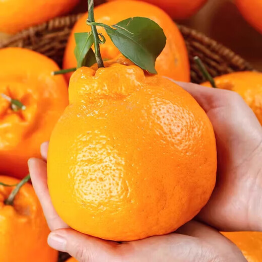 Uncle Sam Sichuan Chunjian Raking Mandarin Flash Delivery Papa Mandarin Orange Ugly Orange Fresh Fruit Gift Box New Year Gift Platinum Grade Selected Fruit Single Fruit 85mm+ 5 Jin Jin equals 0.5 kg 80% selection - great deal Net 4.5 Jin Jin equals 0.5 kg