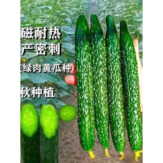 Strong female Jinyan No. 4 cucumber seeds have green flesh, green heart, dense tattoos, yellow seeds, farm cucumber seeds, new seeds this year, 2 packs, about 100 seeds