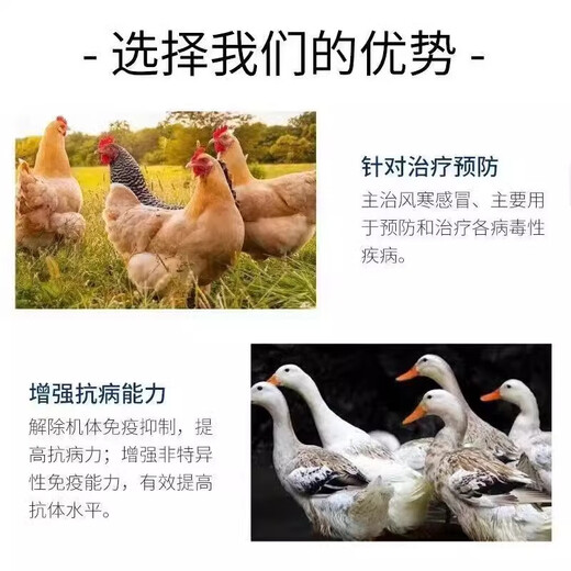 Freeze-dried powder for ducks, chicken, duck and goose diseases, freeze-dried powder, soft foot, lame disease, serositis, anti-viral veterinary breeding medicine, twelve bags, must be selected for repurchase