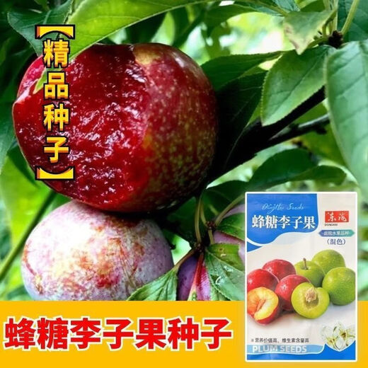 Bee Sugar Plum Fruit Seeds, Cold-resistant New Variety Mixed Color Large Plums Potted Ground Planting in the North and South, Perennial Bee Sugar Plum Fruit Seeds, 5 packs, about 25 capsules