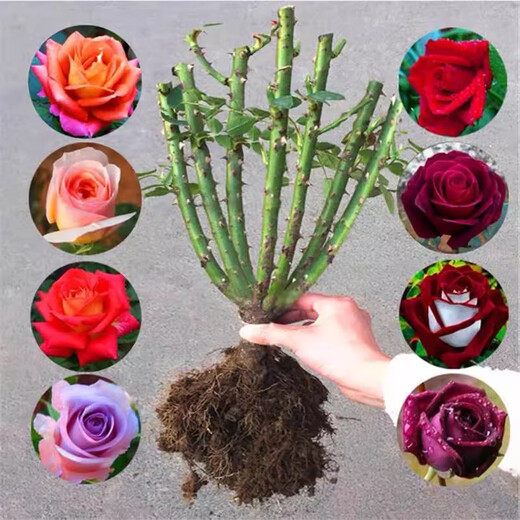 Yunnan Kunming rose seedlings old piles bloom in the current year, big flowers and strong fragrance. Rose old root flowers and green plant potted plants 31 Corolla (old pile seedlings bloom all year round)