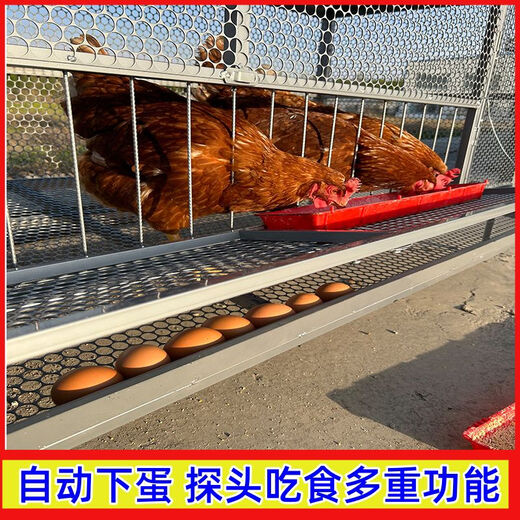 Куриная клетка для бытовой проволоки на открытом воздухе сетки с большим дождем и ласками, а куриные клетки размножаются крысы, чтобы предотвратить клетка курицы курицы.