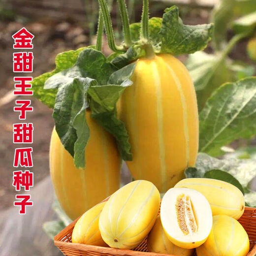 Golden dense melon seeds, melon dense seeds, Golden Road fruits, early maturing, high yield, disease resistance, extra large spring melon fruit seeds, golden dense seeds/pack, about 100 seeds, 3 packs