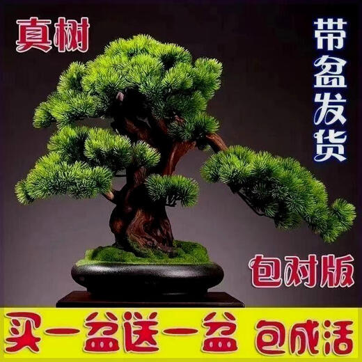 Buy one for two Yingke pine bonsai flowers indoor and outdoor four-season evergreen and cold-resistant pine pot green plants. The shopkeeper recommends 14-year-old seedlings. Two plants come in pots + fertilizer 30cm (inclusive) - 40cm (inclusive)