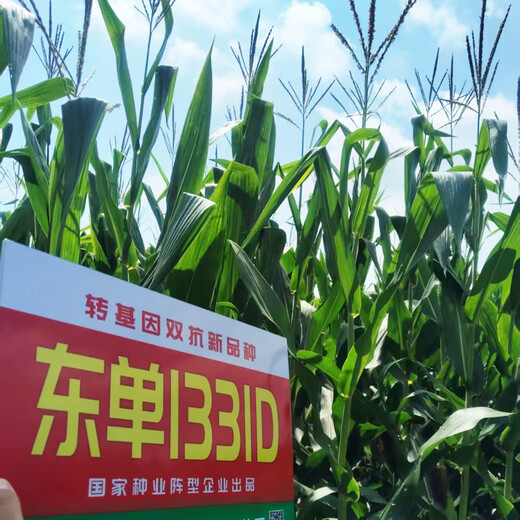 1331D double-resistant transgenic corn seed resistant to corn borer and armyworm resistant to glyphosate herbicide 5000 capsules 1331D 1 bag