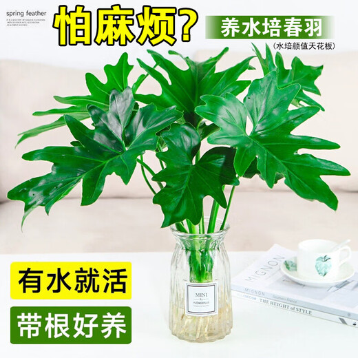 Dragon Scale Spring Feather Hydroponic Plant Paradise Bird Living Room Pothos Potted Flower Rich Bamboo Monstera A good-to-grow green plant. Fine Spring Feather 20-25cm 1 tree. Free nutrient solution.