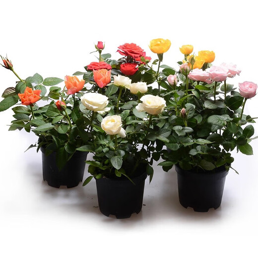 Yunnan Kunming rose seedlings old piles bloom in the current year, big flowers and strong fragrance. Rose old root flowers and green plant potted plants 31 Corolla (old pile seedlings bloom all year round)