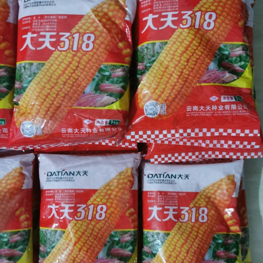 Datian 318 corn seed hybrid corn seed original orange yellow Yunnan corn seed bag original Datian 318 Yunnan hybrid corn seed original 2 kg