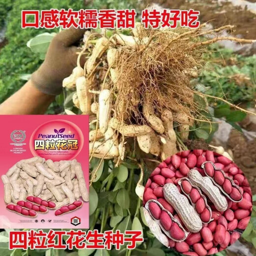 Four corolla red peanut seeds are hand-selected and shelled. Four red-skinned peanuts are large, high yield and high in oil. Purely hand-peeled rice (four corolla) red-skinned peanut seeds. One bag of high-yielding premium peanut seeds. Jin Jin is equal to 0.5 kilograms.