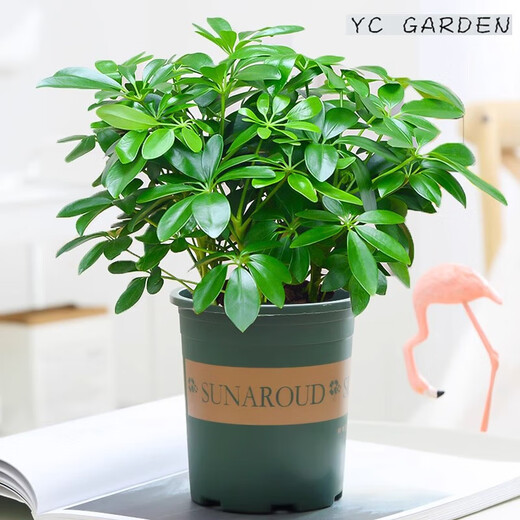 Bafang Laicai duck foot wood indoor living room office easy to maintain hydroponics water absorption basin lazy potted green plants flowers evergreen Bafang Laicai 2 pieces does not include pots