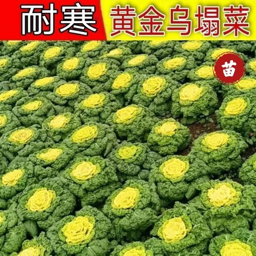 Cold-resistant yellow-hearted vegetable seedlings, chrysanthemum and cabbage seedlings, potted garden seedlings, easy to grow four-season vegetable seedlings in the courtyard, yellow-hearted vegetable seedlings (10 plants)
