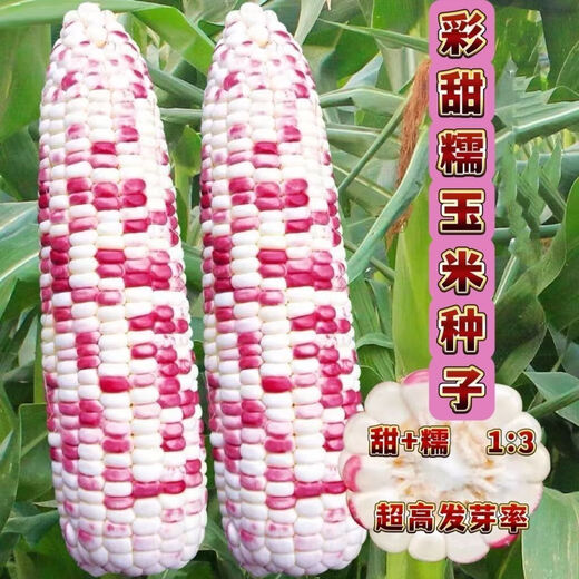 Nationally approved super large stick sweet waxy colorful corn seeds, new varieties of colorful waxy corn seeds, farmers' high-yield corn seeds, nationally approved colorful corn seeds, 1 pack of about 50 grains