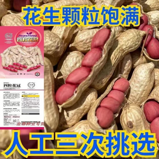 Four corolla red peanut seeds are hand-selected and shelled. Four red-skinned peanuts are large, high yield and high in oil. Purely hand-peeled rice (four corolla) red-skinned peanut seeds. One bag of high-yielding premium peanut seeds. Jin Jin is equal to 0.5 kilograms.