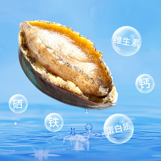 Xiangbin fresh frozen large abalone, net weight 400g (10 pieces) bagged, hot pot, barbecue, braised, soup, seafood, New Year's gift