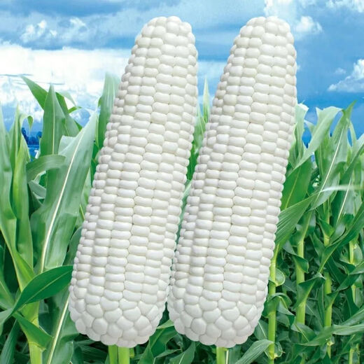 【国审】玉米种子甜糯玉米种子杂交玉米白玉米国审玉米种子 国审白玉米种子 2包约100粒