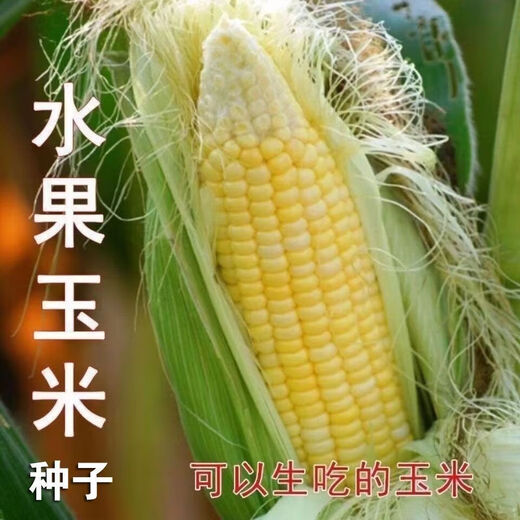 National Approval Fruit Corn Seeds Fresh Sweet and Crisp National Approval Sweet Corn Seeds Farmhouse Garden Vegetables National Approval Fruit Corn Seeds 2 packs of about 100 grains