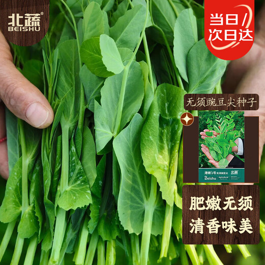 Beishu Pea Tip Seeds Needless Pea Sprouts Large Leaf Spring Four Seasons Rapeseed Needless Pea Tip Seeds 100g
