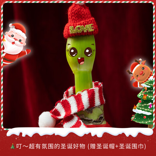 Jingdong Flowers Rich Amaryllis Gift Box Version Wax Ball Circumference 26-28cm Random New Year's Eve Gift Source Straight Hair