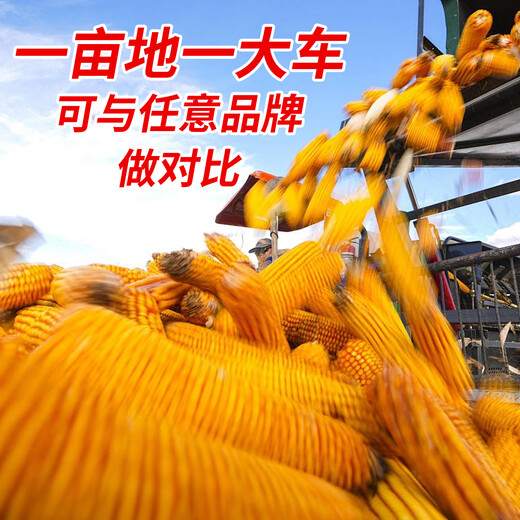 Zhangye, Gansu Wholesale high-yielding national-approved Zhengdan 958 corn seeds, short stems, large sticks, lodging resistance, disease and insect resistance Zhengdan 958 national-approved corn seeds 3 Jin Jin equal to 0.5 kg 1 bag