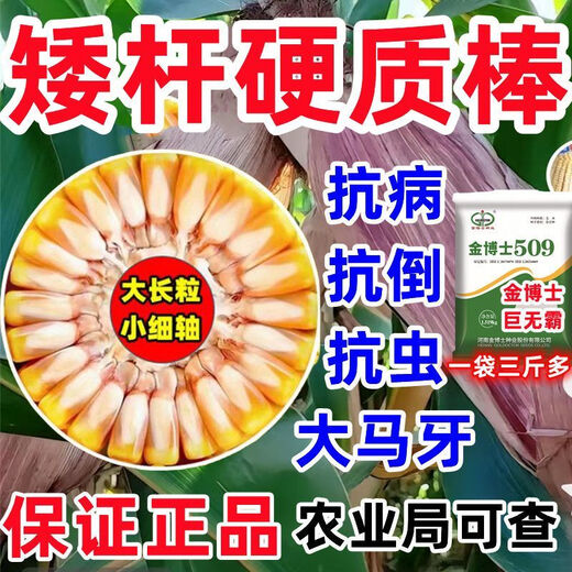 Bulk collection of original high-yielding corn seeds red-shaft dwarf stems insect-resistant and disease-resistant golden grain twins Ma Ya Bao Gu high-yield Wang Shuangguo Approval Dr. Jin 509 drought-resistant corn drought-resistant lodging and insect-resistant one bag of three Jin Jin is equal to 0.5 kilograms + high yield technology