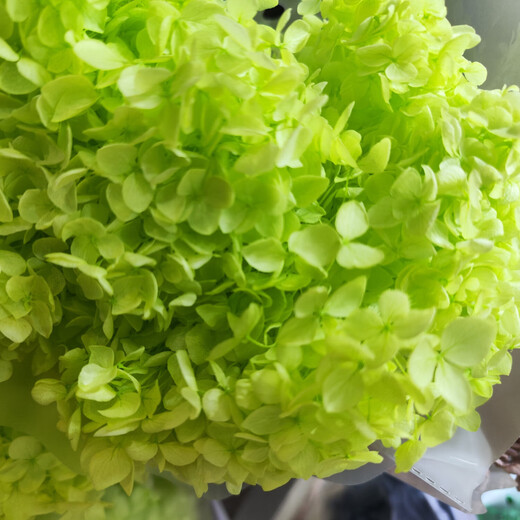 Hydrangea dried flower bouquet decorative flower material fruit green