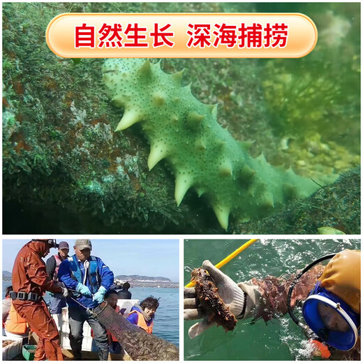 即食底播零添加刺参，固形物80%/滋补500g/8-20头/单装更方便 8-12头/斤 1000g优惠装