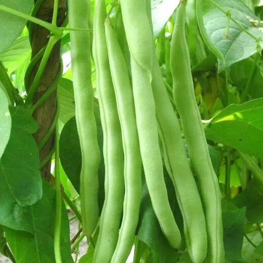 16 kinds of spring vegetable seeds, high-yielding cucumber, string beans, green beans, watermelon, pepper, farm potted loose, green bitter melon + loofah + cucumber + green beans 3 packs each
