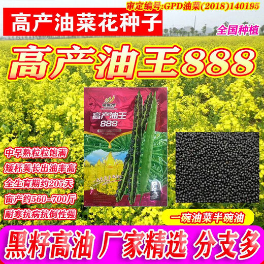 High-yielding Oil King 888 rapeseed, high-quality non-GMO black seed, special for oil extraction, low-stem, high-yielding, autumn sowing and cold-resistant. High-yielding 888 Oil King seeds, 3 packs of about 240 grams