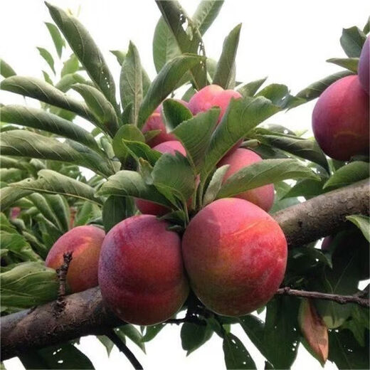 Bee Sugar Plum Fruit Seeds, Cold-resistant New Variety Mixed Color Large Plums Potted Ground Planting in the North and South, Perennial Bee Sugar Plum Fruit Seeds, 5 packs, about 25 capsules