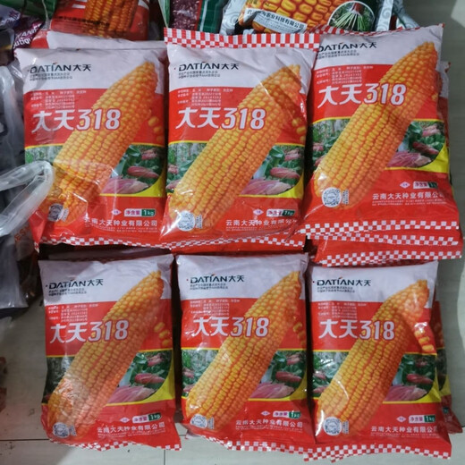 Datian 318 corn seed hybrid corn seed original orange yellow Yunnan corn seed bag original Datian 318 Yunnan hybrid corn seed original 2 kg