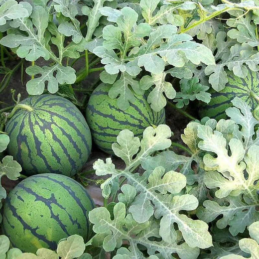 Jingxin No. 1 watermelon seeds, thin-skinned watermelon seeds, super sweet, early-maturing watermelon seeds, high-yielding farm garden watermelon seeds, Jingxin No. 1 seeds/pack, about 50 seeds, 3 packs