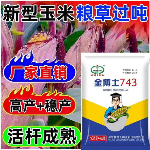 High-yielding corn seeds, short stalks, large sticks, disease-resistant, lodging-resistant, drought-resistant, high-temperature and waterlogging-resistant, bract seeds resistant to ear rot, Dr. Jin 743 disease-resistant and drought-resistant (4,400 grains per generation)