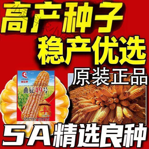 Quchen No. 49 double-cob corn seed, high-yielding, short-stem, lodging-resistant, large-cob drought-resistant, Southwest Academy of Agricultural Sciences, high-quality and improved variety, Quchen No. 49 corn seed, 2kg, 1 package, recommended by the store manager, contact customer service