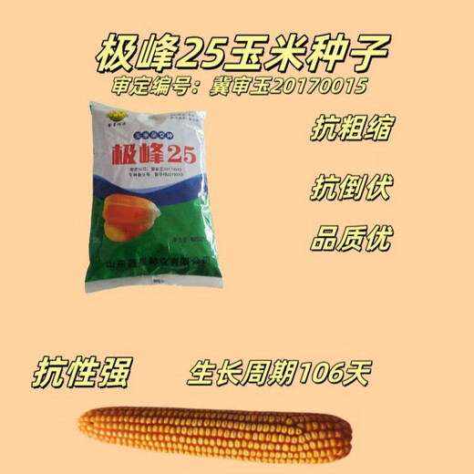Nationally approved corn variety, high and stable yield, Jifeng 25 corn seeds, non-GMO, four-season southern yellow, Jifeng 25 corn seeds, 4200 grains/bag