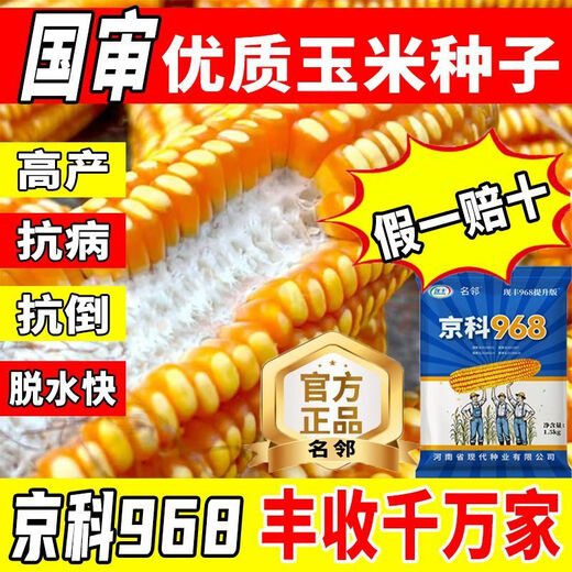 瑰季京科968玉米种子大全高产双棒矮杆抗倒抗病抗旱抗涝正品国审白轴 新种提升【正品3斤可种1.1亩地+营养包衣】