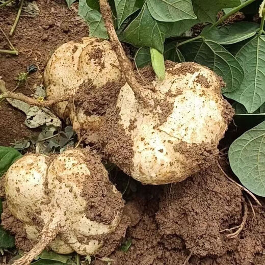 Early-maturing Muma Mountain Sweet Potato and Cold Potato Seeds Large Sweet Potato White Sweet Potato Kudzu High-yielding Spring and Autumn Sowing Fruit and Vegetable Seeds Muma Mountain Sweet Potato (Jingyam Seeds/Pack About 50 Pieces 1 Pack