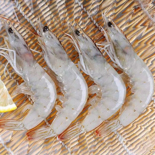 Jiang Qigong Fresh Sea-caught Extra Large White Shrimp Ecuadorian White Shrimp Frozen seafood kept fresh with ice Four Jin Jin is equal to 0.5 kg, packed Four Jin Jin is equal to 0.5 kg, packed large white shrimp 12-16 cm