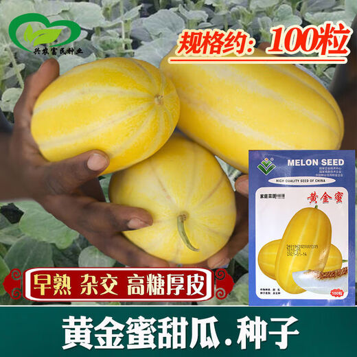 Golden dense melon seeds, melon dense seeds, Golden Road fruits, early maturing, high yield, disease resistance, extra large spring melon fruit seeds, golden dense seeds/pack, about 100 seeds, 3 packs