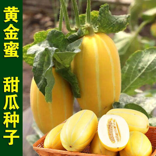 Golden dense melon seeds, melon dense seeds, Golden Road fruits, early maturing, high yield, disease resistance, extra large spring melon fruit seeds, golden dense seeds/pack, about 100 seeds, 3 packs