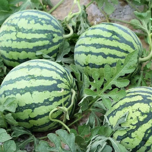 Jingxin No. 1 watermelon seeds, thin-skinned watermelon seeds, super sweet, early-maturing watermelon seeds, high-yielding farm garden watermelon seeds, Jingxin No. 1 seeds/pack, about 50 seeds, 3 packs