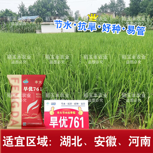 Dao Yufeng Agriculture Water-saving drought-resistant rice Hanyou 761 rice seeds Special heat-resistant type for upland rice with well-developed root system Hanyou 761 upland rice seeds 500g 3 bags (free rice gift package)