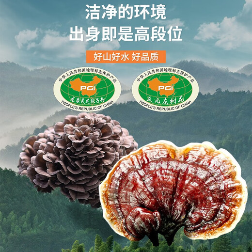 Green Valley Pearl 10 free 2 broken wall Ganoderma lucidum spore powder capsules Ash tree flower Ganoderma lucidum extract to improve immunity and give gifts to parents
