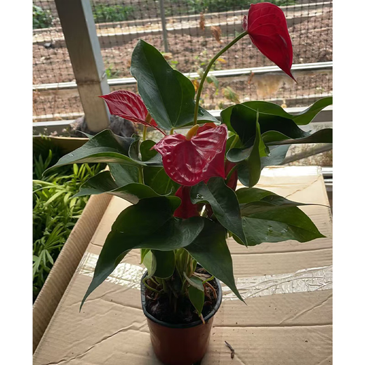 Anthurium potted white pink palm, smooth sailing flowers, extra-large flowers, indoor living room surface hydroponic plants are easy to grow, about 30-35 large anthurium-good morning suction, it is good to bring potted plants